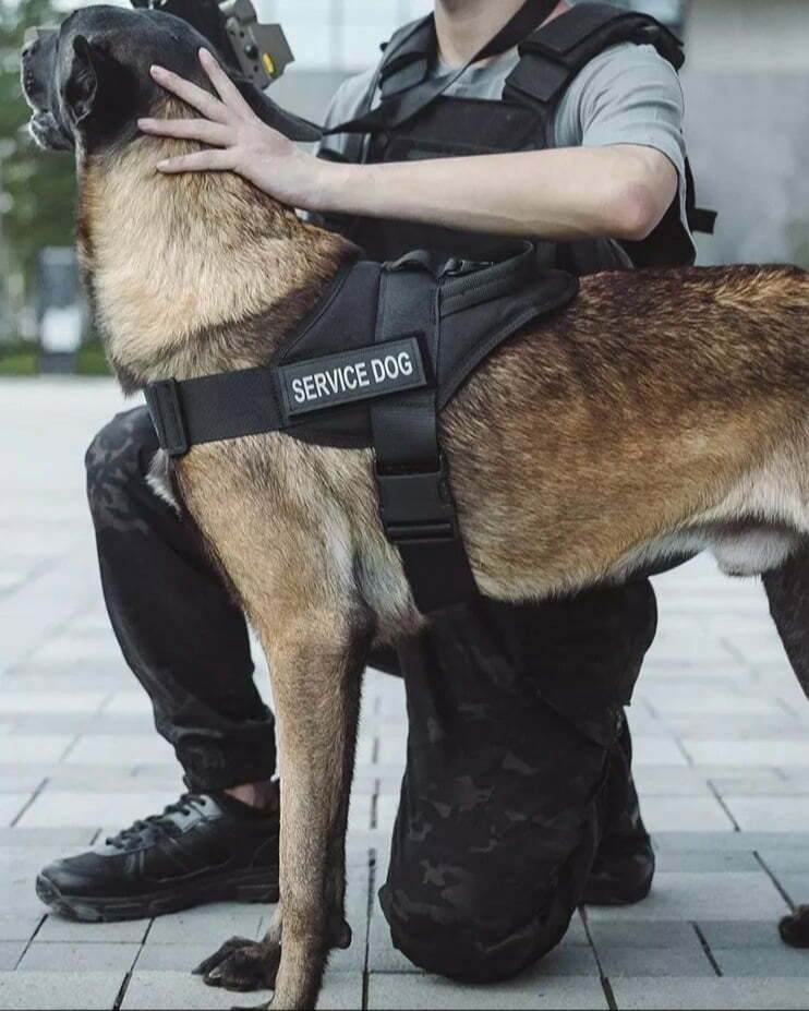 ריתמה טקטית k9 לכלבים
